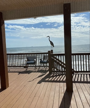 Meet George. He visits in the morning to say hello & always takes in the view.