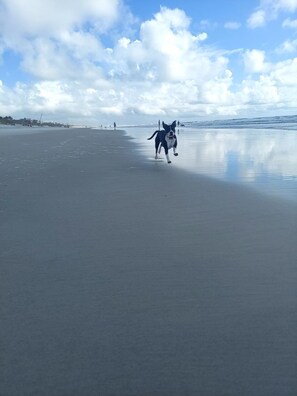 Miles of dog friendly beaches!