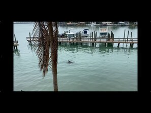 See dolphins swimming by from the balcony