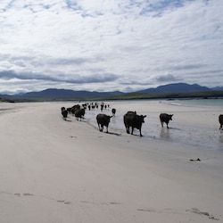 Rush hour on Balnakeil Beach