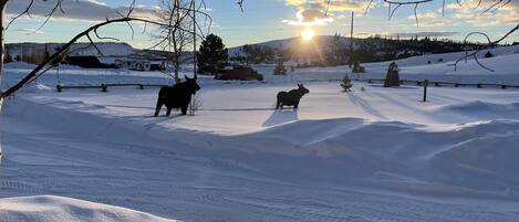 Skidåkning och snöaktiviteter