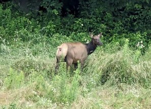 Elk at Mountain Vibes