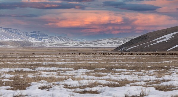 Elk Refuge View March