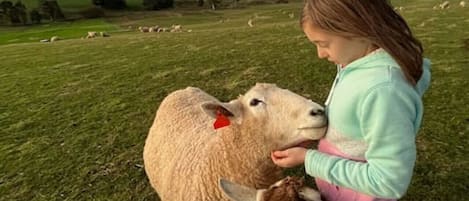 Meeting our wonderful Shaun the Sheep - who loves cuddles