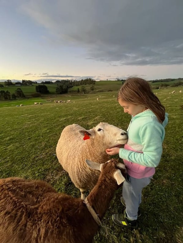 Meeting our wonderful Shaun the Sheep - who loves cuddles