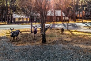 So Much to See! – Deer, elk, bear, and birds of all kinds are just some of the wildlife you’ll spot when you stay at The Great Escape.