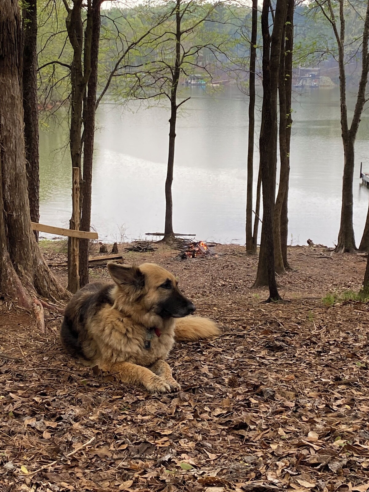 Pap’s Place-Pet friendly Lakefront cabin w/dock on secluded Lake Hartwell cove