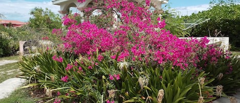 Beautiful and secluded gazebo swamped with lovely bougainvillea plants.