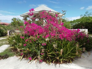 Beautiful and secluded gazebo swamped with lovely bougainvillea plants.