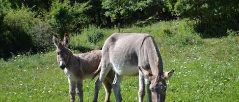 Overnattingsstedets uteområder