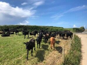 Visit the cows