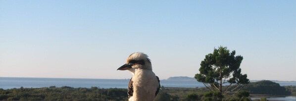 lots of wildlife permanent guests 