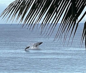 Mama whale and baby right in front of condo!