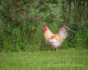 Mr. Rooster is the property mascot!