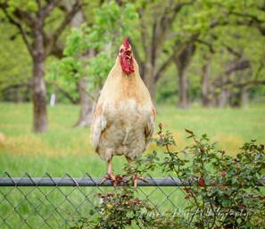 No need for a morning alarm as Mr. Rooster crows at dawn!