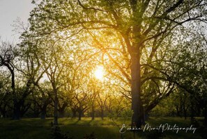 Enjoy Sunrise and Sunset through the backdrop of the pecan orchard from porch