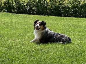 Beau Invites You to Bring Furry Friends