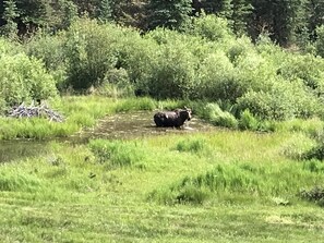 Mother moose—Baby is in the thicket. Down the hill on neighbor’s property.