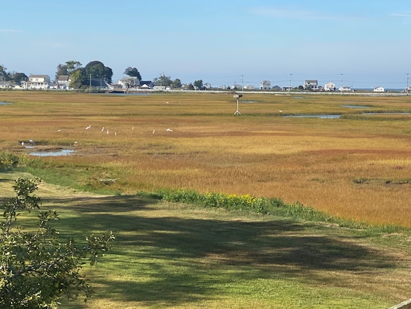 marsh view !