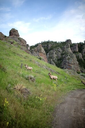 The bighorn sheep neighbors!