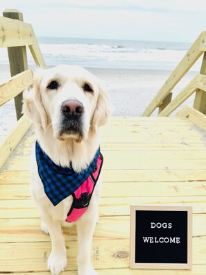 All dogs welcome!  (Pet fee applies)