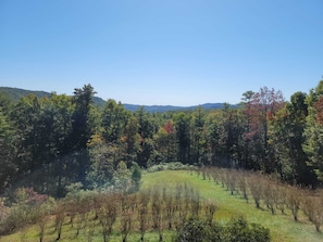 Blueberry fields in the backyard seen from the porch.