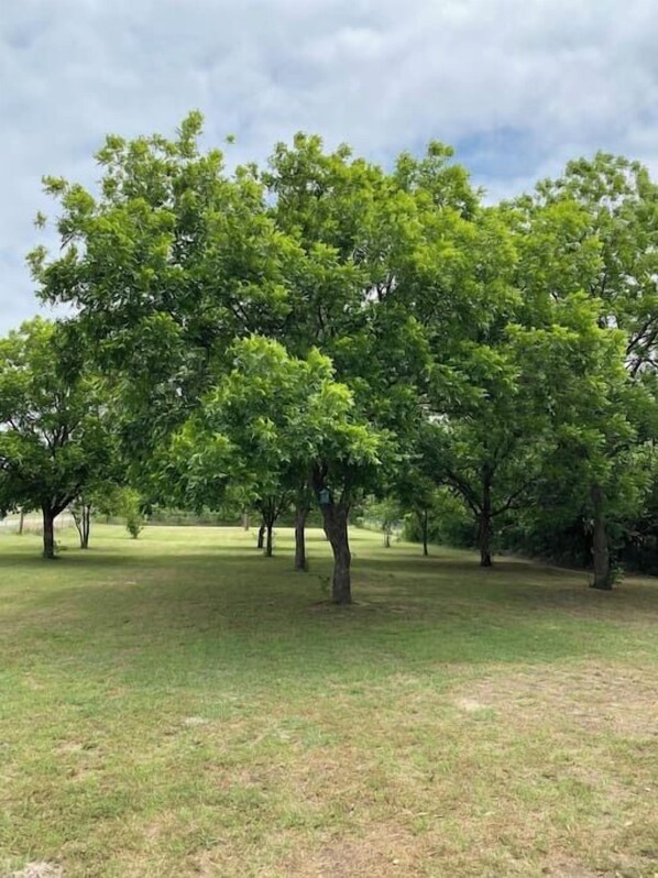 Pet Friendly Fully fenced pecan orchard AirBnB rental home