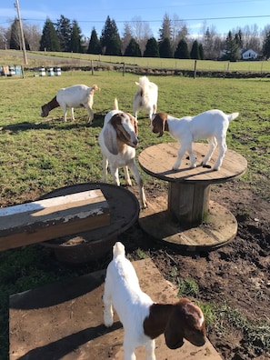 Animaux de compagnie acceptés
