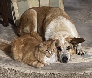 Pet-friendly