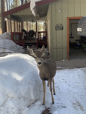 A darling visitor during the winter months.