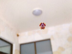 ・ Shisa spider welcomes you ♪