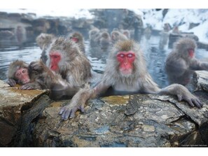 Monkeys of Jigokudani Yaen-Koen