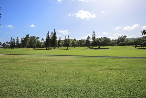 Grass, Field, Outdoors, Lawn, Tree