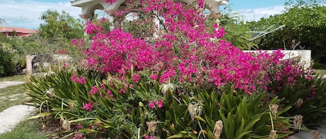 Beautiful and secluded gazebo swamped with lush bougainvillea plants.