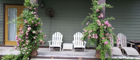 when the Peggy Martin roses are in bloom it's so cozy and beautiful 