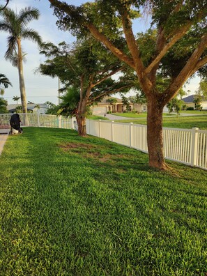 Side yard for the doggies