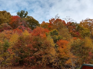 Riddle Branch Fall Colors