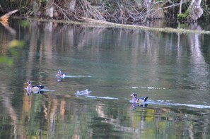 Having a morning cup of coffee or tea, with the ducks