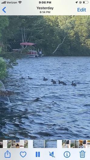 Family of ducks swimming by 