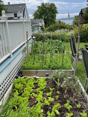 Enjoy some organic vegetables in your salad!