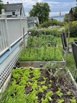 Enjoy some organic vegetables in your salad!