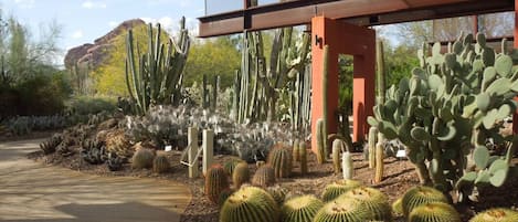 Desert botanical garden