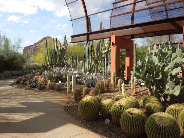 Desert botanical garden