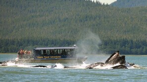 Whale watching tours just a few steps away! We offer 10% off on the whale watching tour offered by Alaska Travel Adventures.