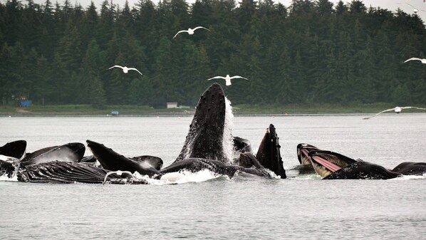 10% off on Whale Watching