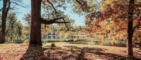 Experience the fall foliage amongst the trees!