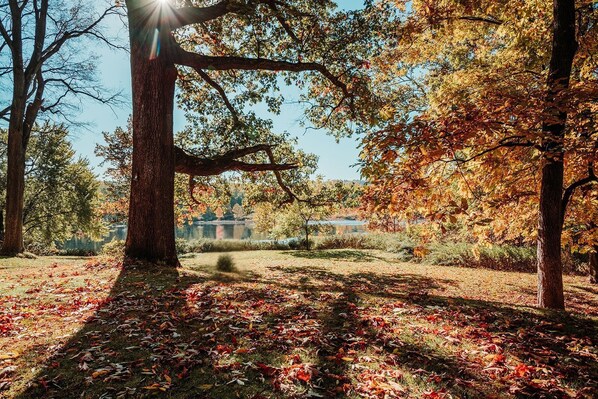 Experience the fall foliage amongst the trees!
