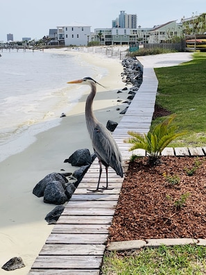 Henry the Blue Heron in our backyard overlooking the private beach and pier