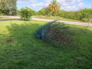 Peacocks