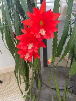 Through the year different plants bloom and grow.